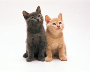 Obraz premium MIL56061//1