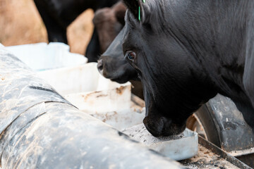 angus Black Beef Cow Accessing Supplements from a Feeder in an Australian Farm. Highlighting Animal...