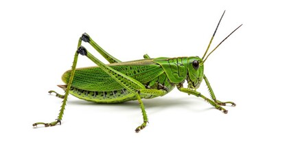 A green grasshopper positioned facing right against a solid white background
