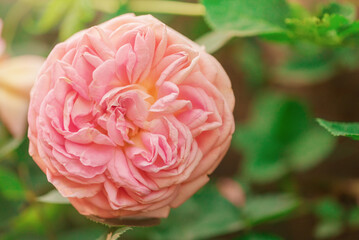 Pink rose and green leaves on a sunny day. Rose flower blooming.