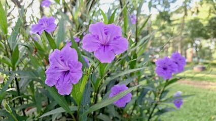 Botanical Photography of Ruellia simplex Flower in Sharp Focus with Rich Purple Petals for Nature,...