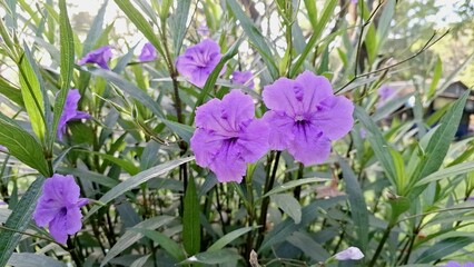 High Resolution Close-up of Ruellia simplex Tropical Purple Flower with Delicate Petals Also Known...