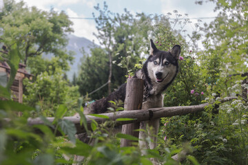 Siberian husky dog on the chain in the green countryside environment