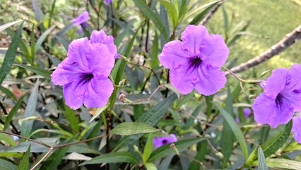 Blooming Purple Kencana Ungu Flower Ruellia simplex Macro Photo in Outdoor Tropical Garden with...