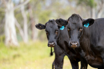 wagyu angus cows Mixed Herd of Healthy Beef Cattle Grazing on Lush Green Pasture. Regenerative...