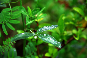 A close-up of a vibrant green clover leaf adorned with glistening water droplets, set against a soft, out-of-focus background of more green foliage.