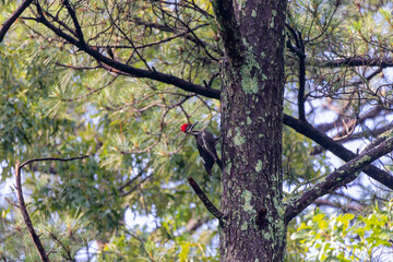The pileated woodpecker ( Dryocopus pileatus).The bird native to North America.
