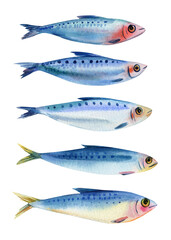 Watercolor sardines illustration, set of blue fish, hand-painted seafood, fresh ocean fish, isolated clipart, marine animal art