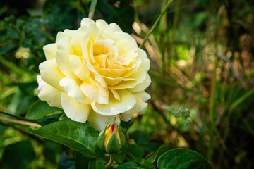 La rose jaune