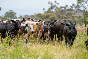 wagyu angus cows Mixed Herd of Healthy Beef Cattle Grazing on Lush Green Pasture. Regenerative Sustainable Australian Agriculture, Responsible Livestock Farming, and Natural Environment in Australia