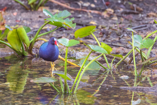 American purple gallinule in Big Cypress National Preserve. Florida. USA