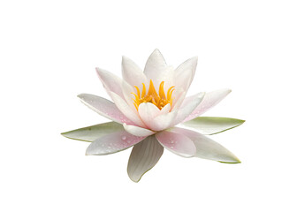 white water lily on white background