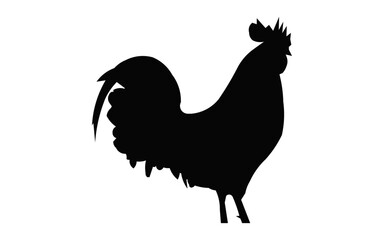 rooster isolated on white background