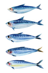 Watercolor blue sardines set, collection of ocean fish, hand-painted seafood illustration, marine animal clipart, isolated art