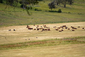 herd of cows in a field grazing on green lush pasture. Expansive Australian Farm Landscape with a dam, Trees, and Distant Grazing Livestock. Rural Agriculture and Sustainable Land Management australia
