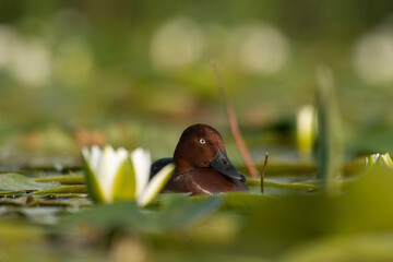 A wild mallard duck on the water in its natural environment