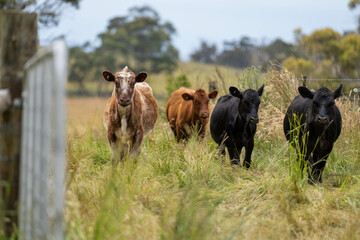 herd of cows in a field grazing on green lush pasture. Expansive Australian Farm Landscape with a...
