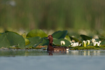 A wild mallard duck on the water in its natural environment