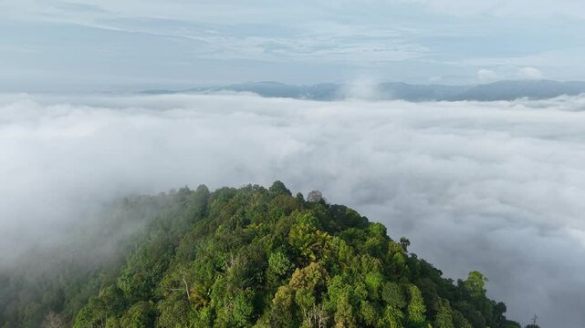 Breathtaking aerial view of lush tropical forest emerging through soft morning clouds. The vibrant green canopy contrasts beautifully with the misty white fog, creating a dreamy and serene landscape