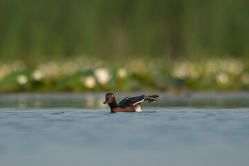 A wild mallard duck on the water in its natural environment