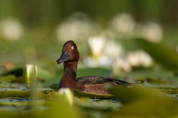 A wild mallard duck on the water in its natural environment
