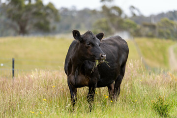 wagyu angus cows Mixed Herd of Healthy Beef Cattle Grazing on Lush Green Pasture. Regenerative...