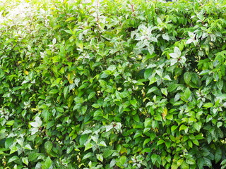 Snowflake Hibiscus has variegated leaves that are green and have white spots. The edges of leaves are serrated like saw. The queen of tropical flowers. ornamental plant with beautiful leaves in park
