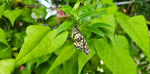 Cream-colored butterfly with cream wings - black and orange markings sits on green leaf. Butterfly has just emerged from  pupa will hang upside down 2 hrs to let wings dry and blood will be pumped 
