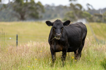 wagyu angus cows Mixed Herd of Healthy Beef Cattle Grazing on Lush Green Pasture. Regenerative...