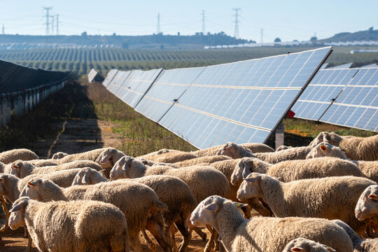 Flock of sheep grazing next to large-scale solar panels in Zaragoza, Spain, clean energy landscape blending agriculture and sustainability in natural harmony
