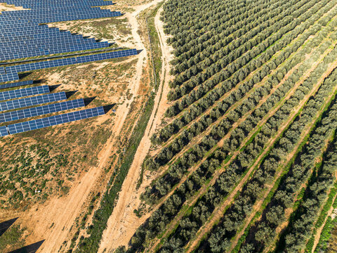 Aerial view of solar panels and agricultural land in Zaragoza, Spain, renewable energy infrastructure integrated with olive groves in sustainable rural development