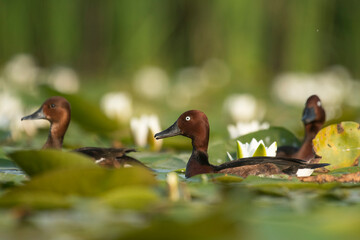 A wild mallard duck on the water in its natural environment