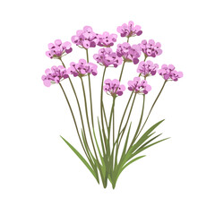 A Sea Thrift Bouquet illustration vector 2D flat, isolated on a white background.