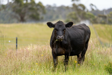 herd of cows in a field grazing on green lush pasture. Expansive Australian Farm Landscape with a...