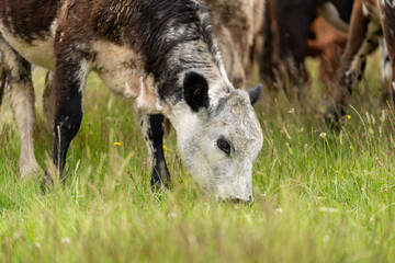 wagyu angus cows Mixed Herd of Healthy Beef Cattle Grazing on Lush Green Pasture. Regenerative...