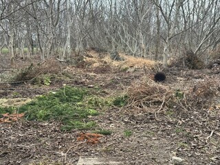 Wild Forest Clearing
