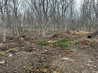 Abandoned Woodland Scene