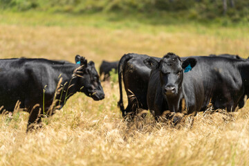 wagyu angus cows Mixed Herd of Healthy Beef Cattle Grazing on Lush Green Pasture. Regenerative...
