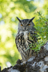 Eagle owl