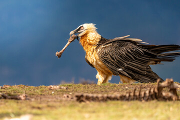 Bearded Vulture eating