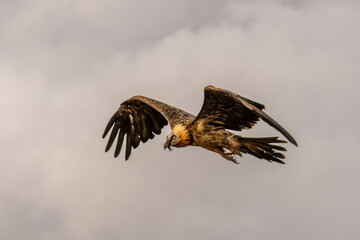 Bearded Vulture on flight