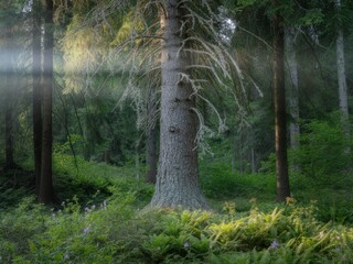 Sunbeams illuminate ancient forest trees ferns
