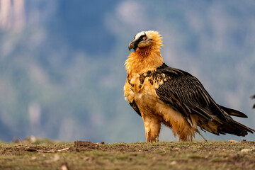 Bearded Vulture