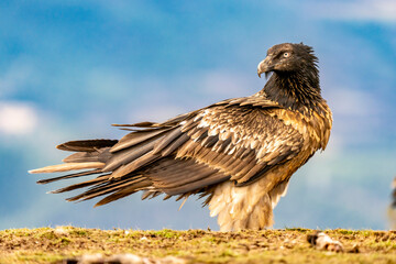 Bearded Vulture