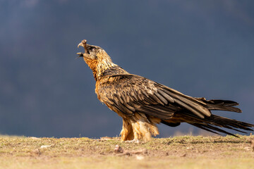 Bearded Vulture eating