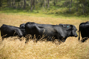 wagyu angus cows Mixed Herd of Healthy Beef Cattle Grazing on Lush Green Pasture. Regenerative...