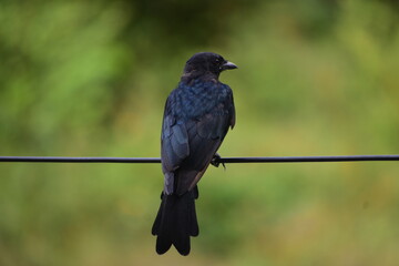 A solitary Black Drongo perches on a wire, back to the camera, with a blurred green background.