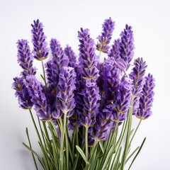 Obraz premium lavender