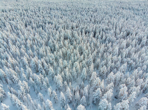 Aerial view of a dense winter forest covered in thick snow. The frosted trees create a serene, monochromatic landscape &mdash; perfect for winter, nature, and environmental themes.