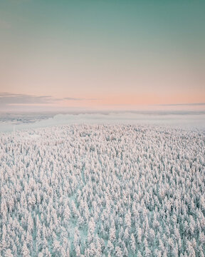 A vast winter forest stretches to the horizon under a pastel sky. The snow-covered trees and soft light give a magical, untouched feel to the landscape.